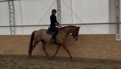 Elad� 5 �ves magyar sportf�lv�r kanca 