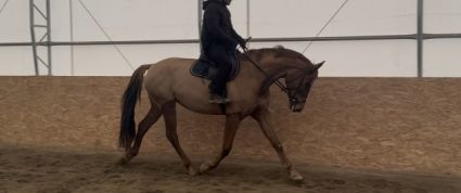 Elad� 5 �ves magyar sportf�lv�r kanca 