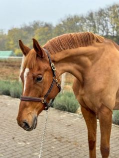 Elad� 5 �ves magyar sportf�lv�r kanca 