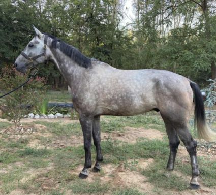 Elad� 8 �ves oldenburgi her�lt 