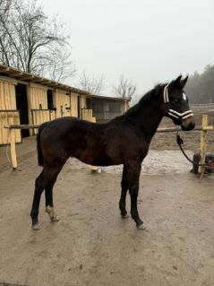 Elad� 8 h�napos magyar sportl� m�n 