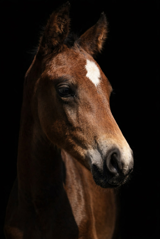 Elad� 8 h�napos magyar sportl� m�n 