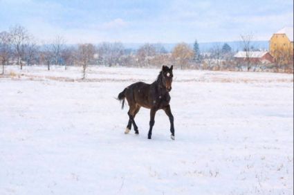 Elad� 8 h�napos magyar sportl� m�n 