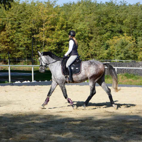 Elad� 7 �ves magyar sportl� kanca 