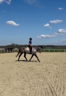 Elad� 7 �ves magyar sportl� kanca 