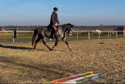 Elad� 7 �ves magyar sportl� kanca 