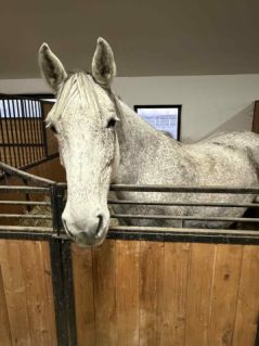 Elad� 14 �ves holsteini kanca 