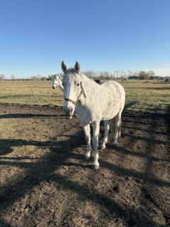 Elad� 14 �ves holsteini kanca 