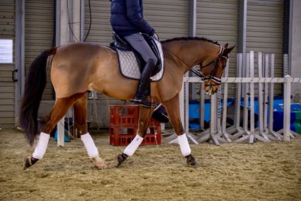 Elad� 7 �ves magyar f�lv�r her�lt 