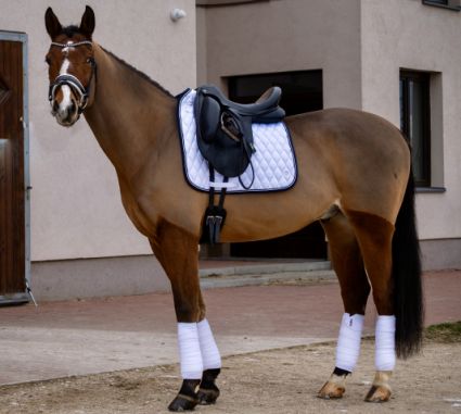 Elad� 7 �ves magyar f�lv�r her�lt 