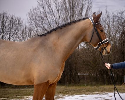 Elad� 7 �ves magyar f�lv�r her�lt 