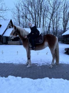 Elad� 4 �ves haflingi kanca 