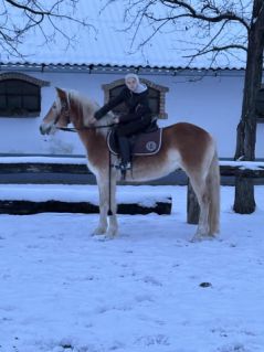 Elad� 4 �ves haflingi kanca 