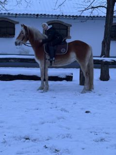 Elad� 4 �ves haflingi kanca 