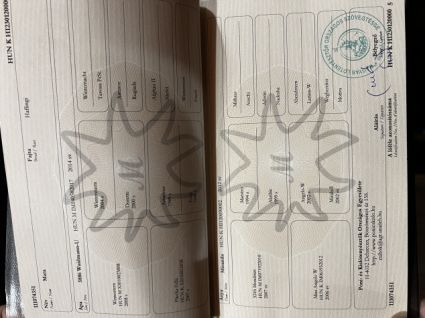 Elad� 4 �ves haflingi kanca 