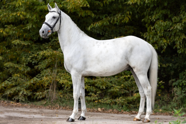 Elad� 5 �ves lipicai her�lt 