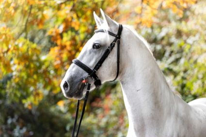 Elad� 5 �ves lipicai her�lt 