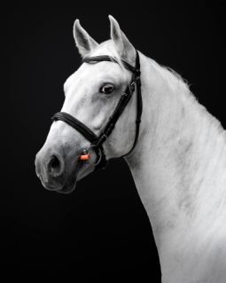 Elad� 5 �ves lipicai her�lt 