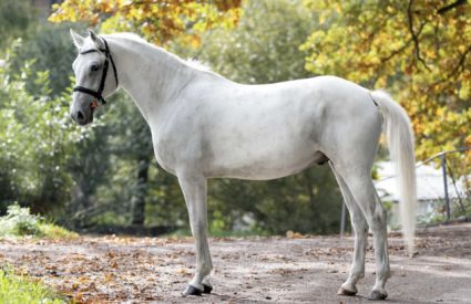 Elad� 5 �ves lipicai her�lt 