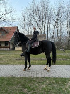 Elad� 12 �ves magyar f�lv�r her�lt 