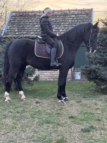 Elad� 12 �ves magyar f�lv�r her�lt 