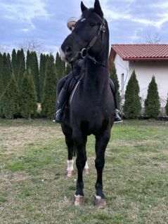 Elad� 12 �ves magyar f�lv�r her�lt 