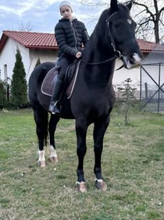 Elad� 12 �ves magyar f�lv�r her�lt 