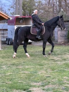 Elad� 12 �ves magyar f�lv�r her�lt 