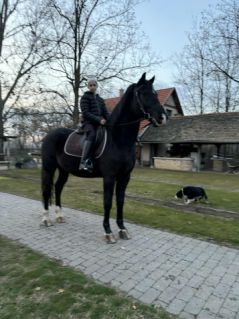 Elad� 12 �ves magyar f�lv�r her�lt 