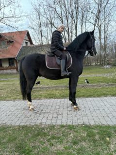 Elad� 12 �ves magyar f�lv�r her�lt 