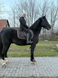 Elad� 12 �ves magyar f�lv�r her�lt 