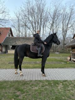 Elad� 12 �ves magyar f�lv�r her�lt 