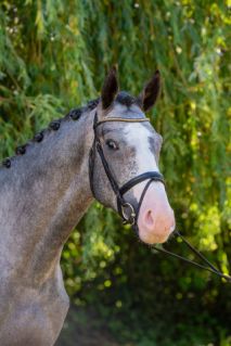 Elad� 4 �ves magyar sportl� m�n 