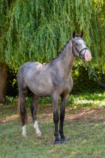 Elad� 4 �ves magyar sportl� m�n 