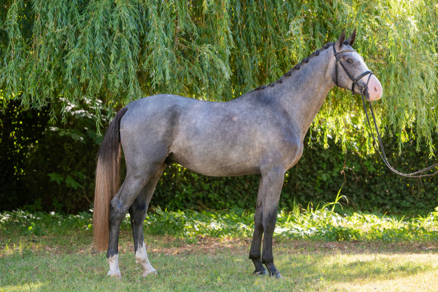 Elad� 4 �ves magyar sportl� m�n 