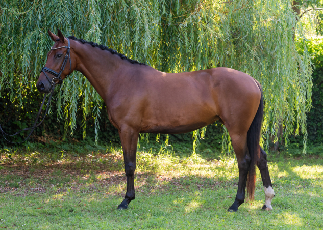 Elad� 5 �ves magyar sportl� kanca 