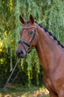 Elad� 5 �ves magyar sportl� kanca 