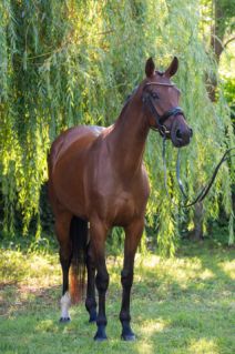 Elad� 5 �ves magyar sportl� kanca 