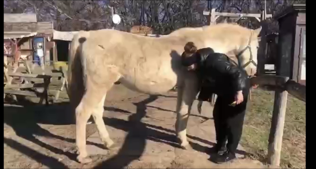 Elad� 19 �ves lipicai her�lt 