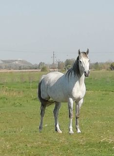 Elad� 17 �ves shagya arab kanca 