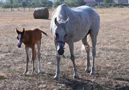 Elad� 17 �ves shagya arab kanca 