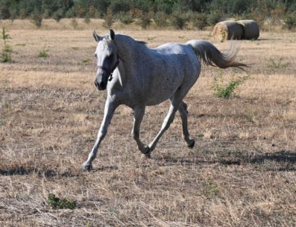 Elad� 17 �ves shagya arab kanca 