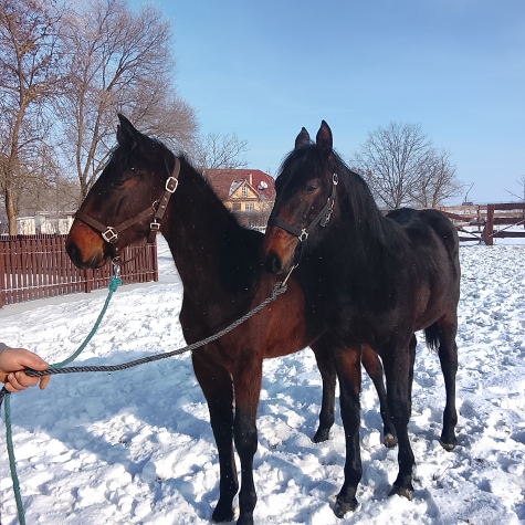 Elad� 12 h�napos n�niusz kanca 