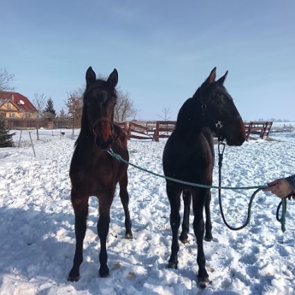 Elad� 12 h�napos n�niusz kanca 