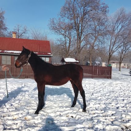 Elad� 12 h�napos n�niusz kanca 