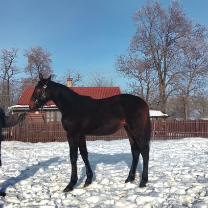 Elad� 12 h�napos n�niusz kanca 