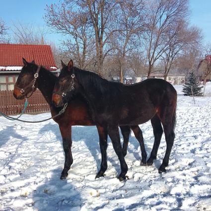 Elad� 12 h�napos n�niusz kanca 