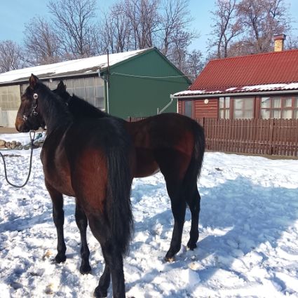 Elad� 12 h�napos n�niusz kanca 