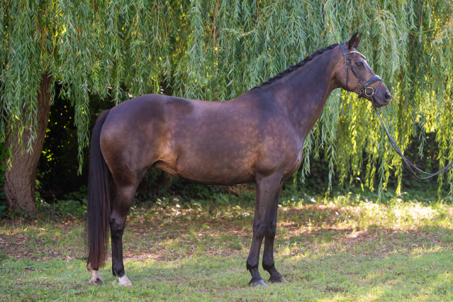 Elad� 14 �ves holland sportl�/KWPN kanca 