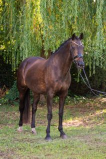 Elad� 14 �ves holland sportl�/KWPN kanca 